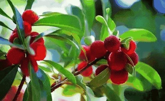 兰溪东魁杨梅采摘时间,兰溪杨梅红了