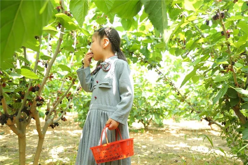 AreYouReady~~~第六届桑果紫酒节火爆来袭！采桑葚，赏演出，如此“葚”好！