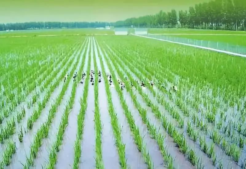 好大米怎么卖,好米怎么蒸粒粒分明