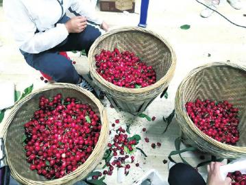 汶川樱桃如何互联网销售,汶川樱桃电商平台