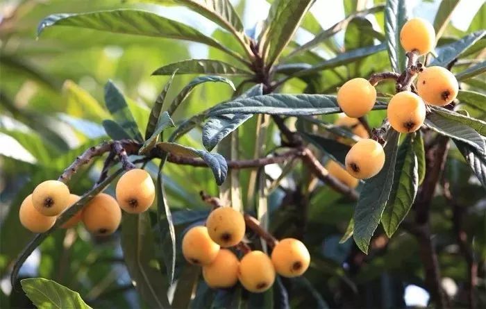 贵阳乌当花果山枇杷,贵阳摘枇杷最好的地方求推荐