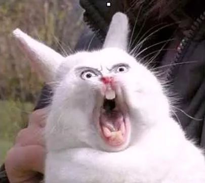 日本“手工鬼才”捏的小动物模型，比表情包还沙雕