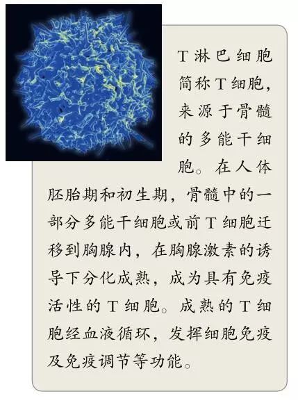 人生病为什么情绪差,人生病后为什么会感到虚弱