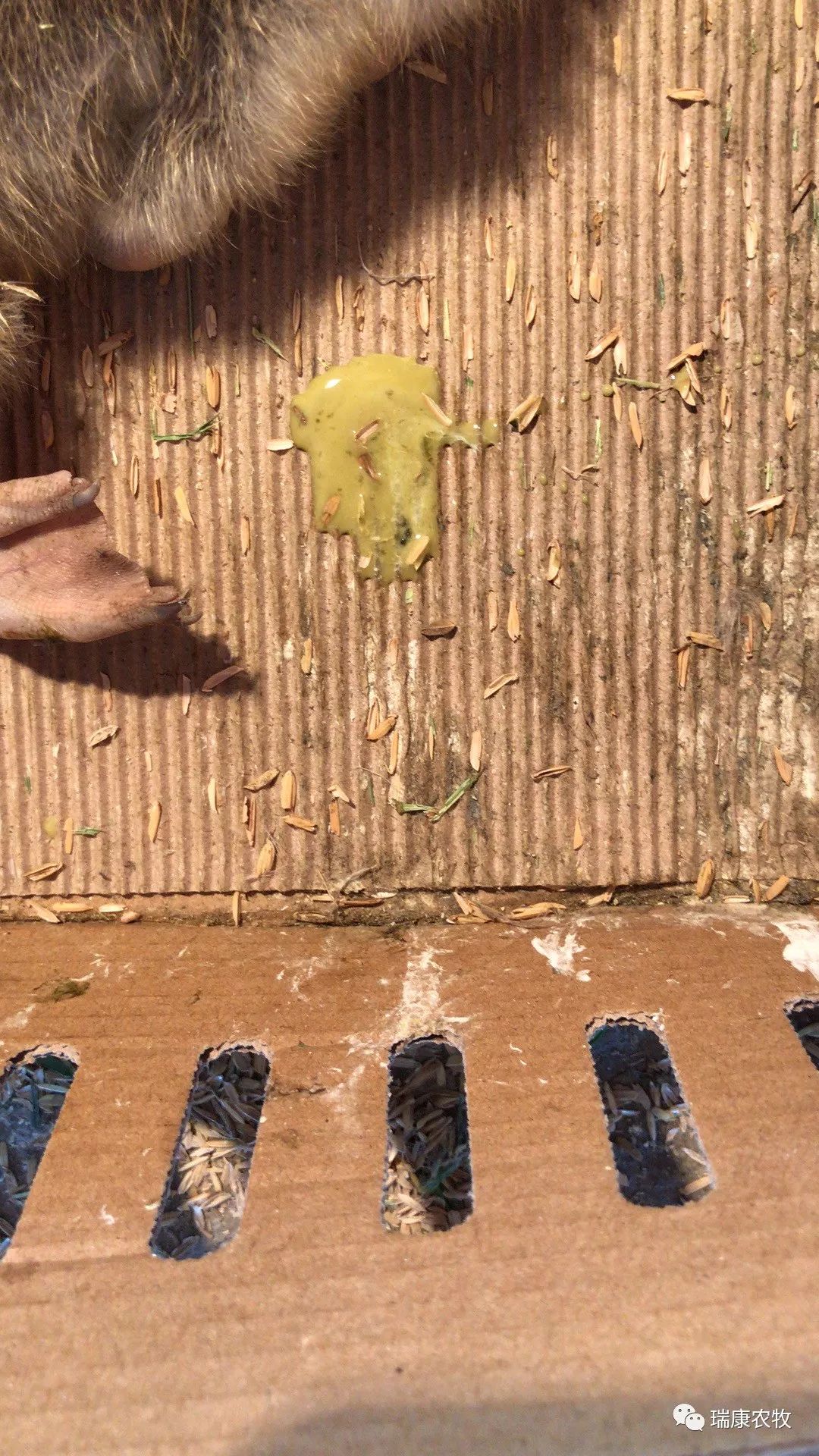 养鹅前景与投资价值,广西养鹅1000只利润和成本