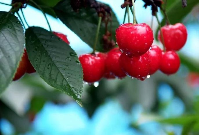 拿好这篇西安采摘樱桃指南,西安白鹿原樱桃采摘