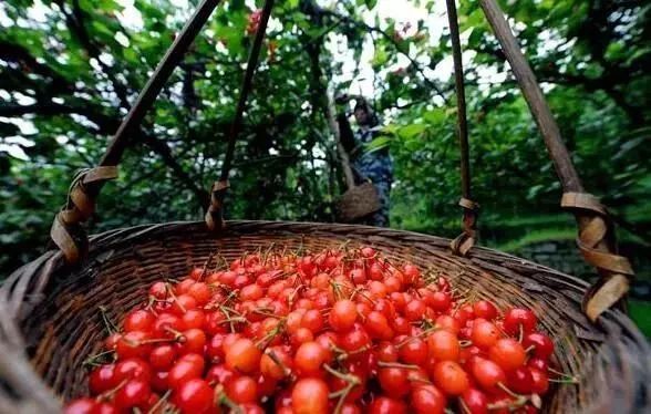 拿好这篇西安采摘樱桃指南,西安白鹿原樱桃采摘