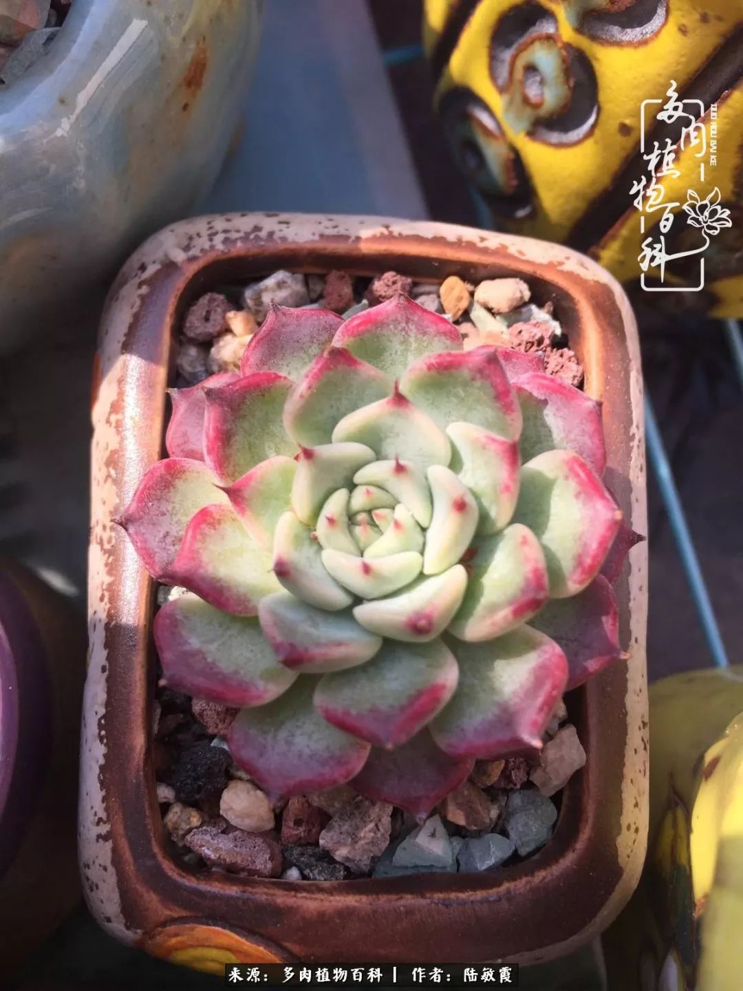 往后余生与花草相伴,往后余生与健康相伴