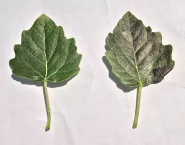 臭氧对植物的危害的浓度,臭氧对人类和环境的影响