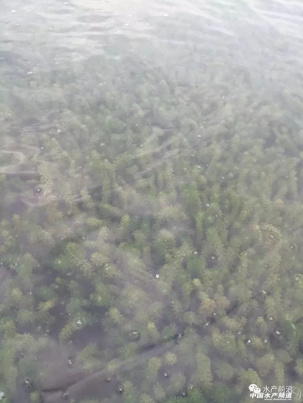 四个小技巧除草不伤苗,四招解决蓝藻爆发