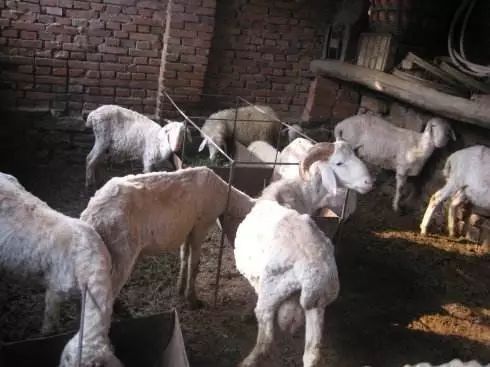 放养的羊遇到僵羊怎么办,养羊现在怎么办