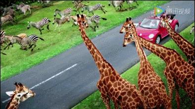 福州永鸿野生动物园重磅升级,福州长隆野生动物园