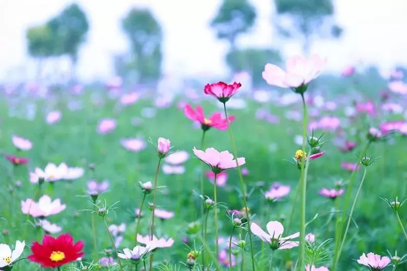 薰衣草花海活动,崇明岛薰衣草节门票价格