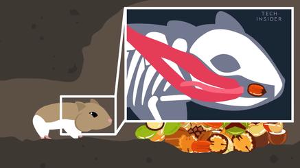 仓鼠的嘴巴和舌头是怎么样的,仓鼠这么可爱能吃掉吗