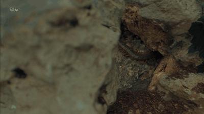 豆瓣9.8,1个寡妇带4个熊孩子,为啥都过得比我爽?