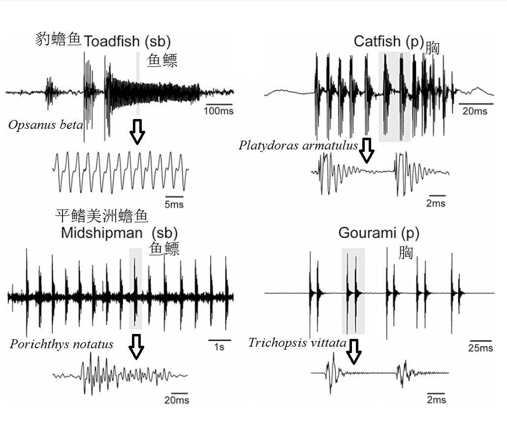 鱼儿会说话吗,鱼儿叫动物吗