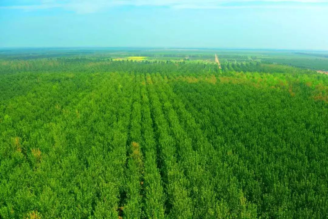 静海区绿化工程,高质量推进生态绿化建设