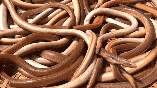 渔家女朋友圈直播,渔家女海鲜直播