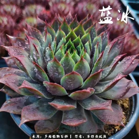 这是个什么神仙草？我被*引勾**了！不能自己一个人进坑！