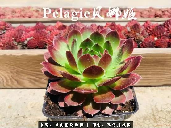 这是个什么神仙草？我被*引勾**了！不能自己一个人进坑！