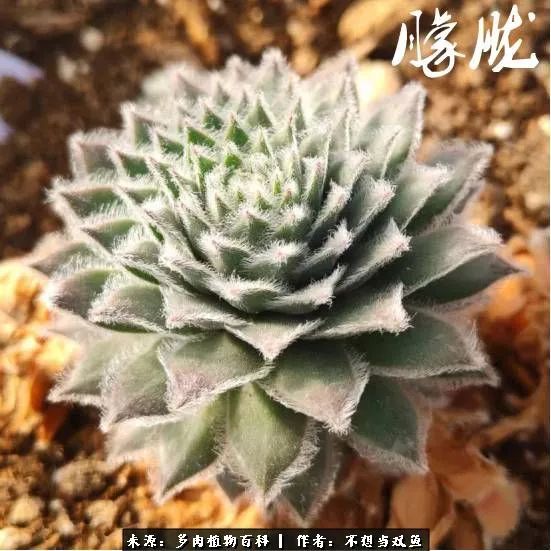 这是个什么神仙草？我被*引勾**了！不能自己一个人进坑！