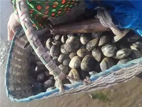 大连赶海抓海鲜的最佳地点黑石礁,大连市区蚬子赶海地点推荐