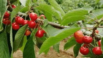 摘樱桃、做蛋糕！这个周末全家一起嗨！《周末去哪嗨》第八站火热报名开启