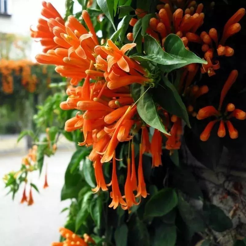 100种爬藤植物花墙,15种常用的园林观花爬藤植物