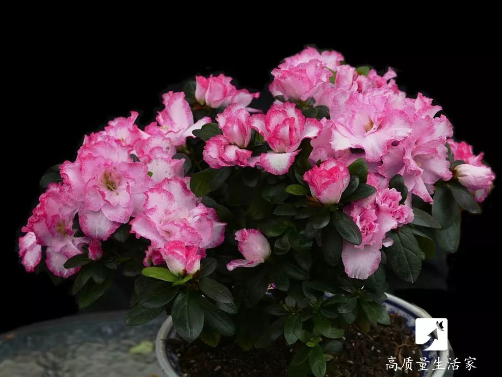 什么植物能吸收甲醛还能净化空气,吸甲醛最好的植物排行榜前十名