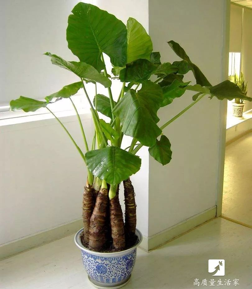 能净化空气吸附甲醛的植物有哪些,吸甲醛最好的植物排行榜