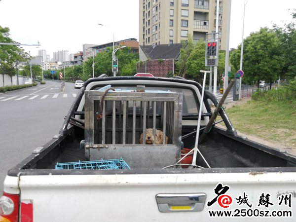 学校驱逐流浪狗防止学生被咬,大学生喂流浪狗被咬伤