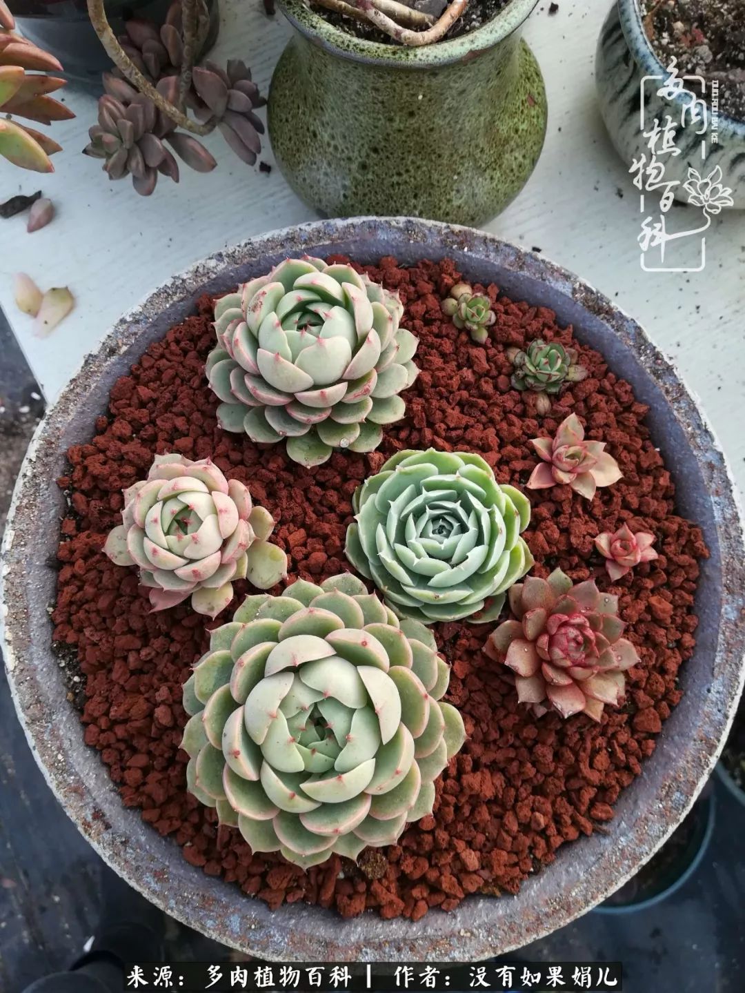 一个80后的养殖人,农村80后养肉人