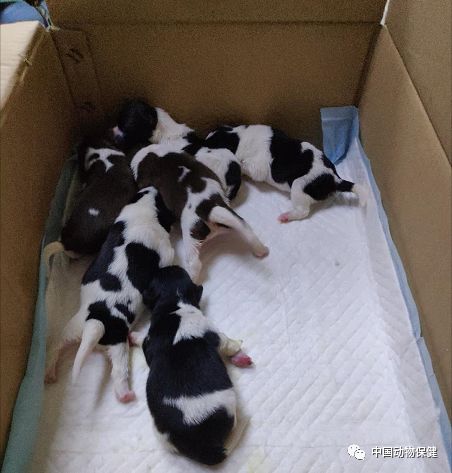 宠物医院猫咪没有呼吸怎么抢救,新生猫窒息怎么人工呼吸