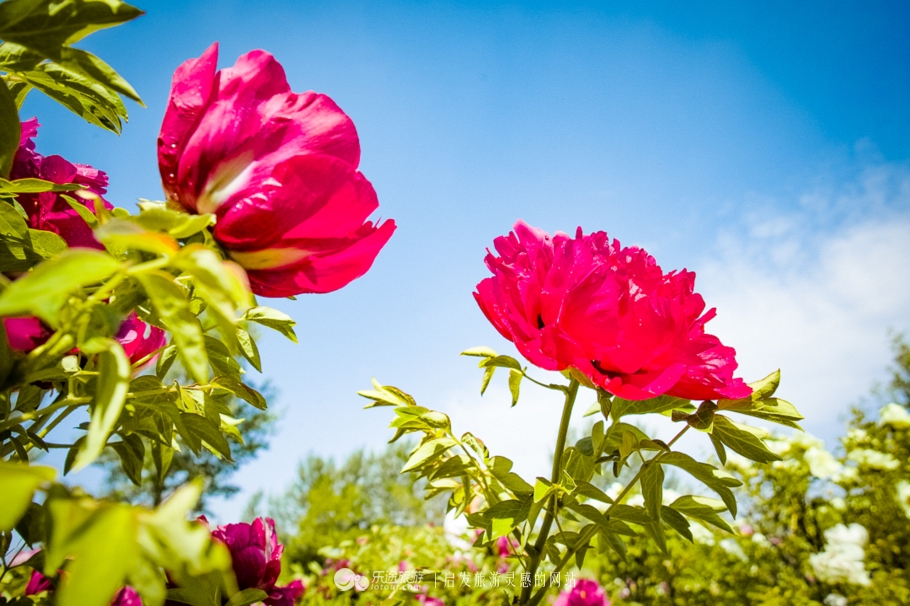 他让高寒干旱地开满牡丹花，打造西北牡丹第一园