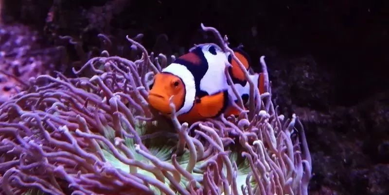 校准ph偏低,ph数值低