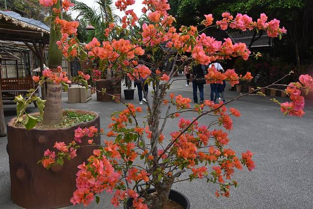 冲绳岛上的人间仙境,冲绳城市