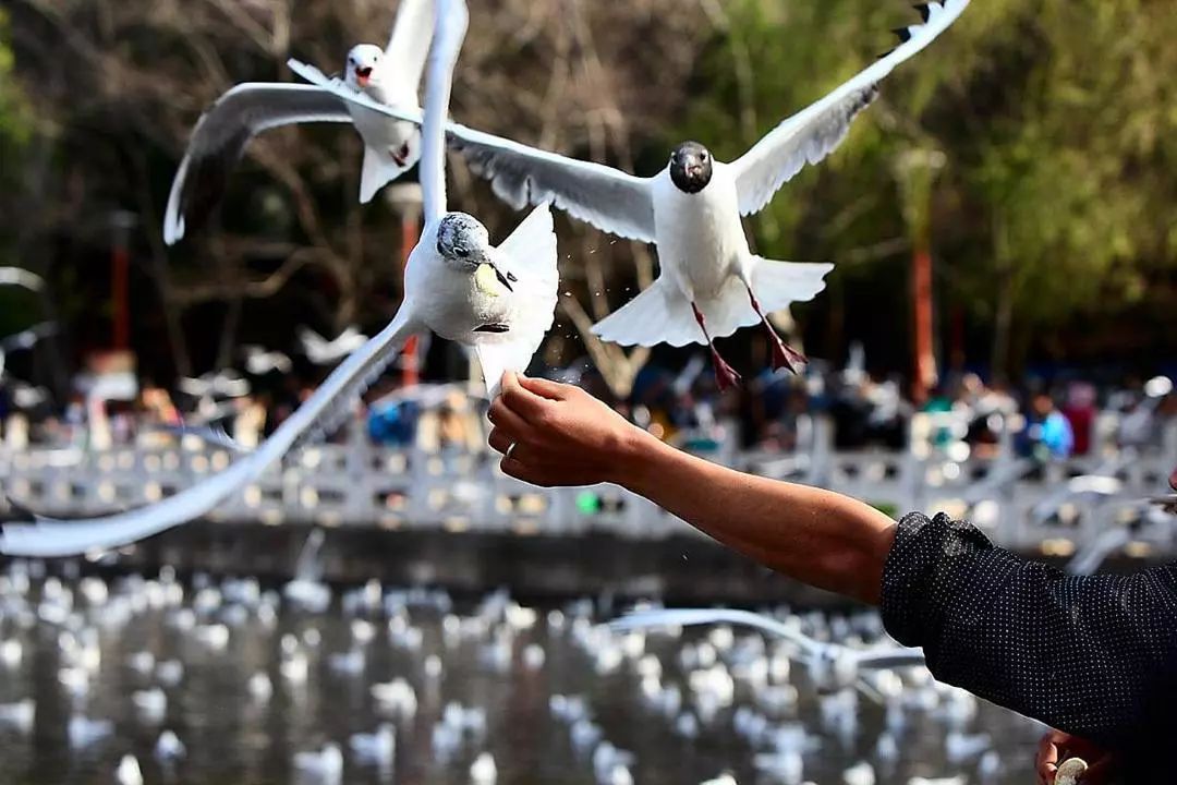 城味|翠湖：蕴含文化的“眼睛”更灵动