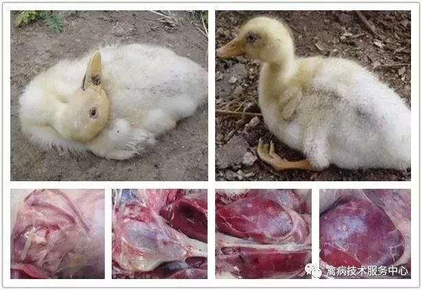 鹅老是拉稀怎么办,鹅突然拉白屎是什么原因怎么治疗