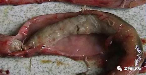 小鹅瘟疫为什么这么严重,小鹅苗近期生病是什么原因