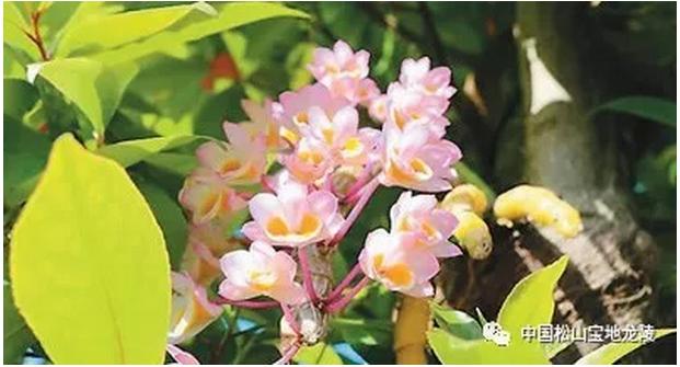 人民日报龙陵新闻,云南龙陵石斛新闻