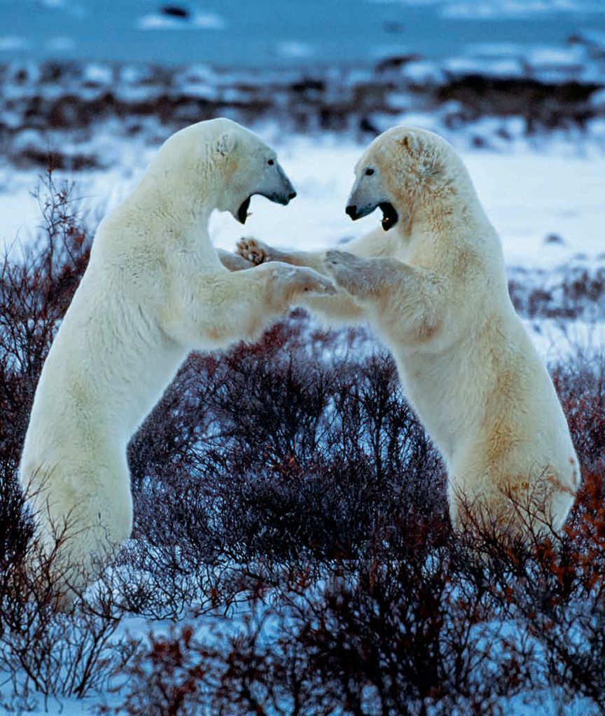 遇到野牛该如何保护自己,遇到美洲野牛怎么办