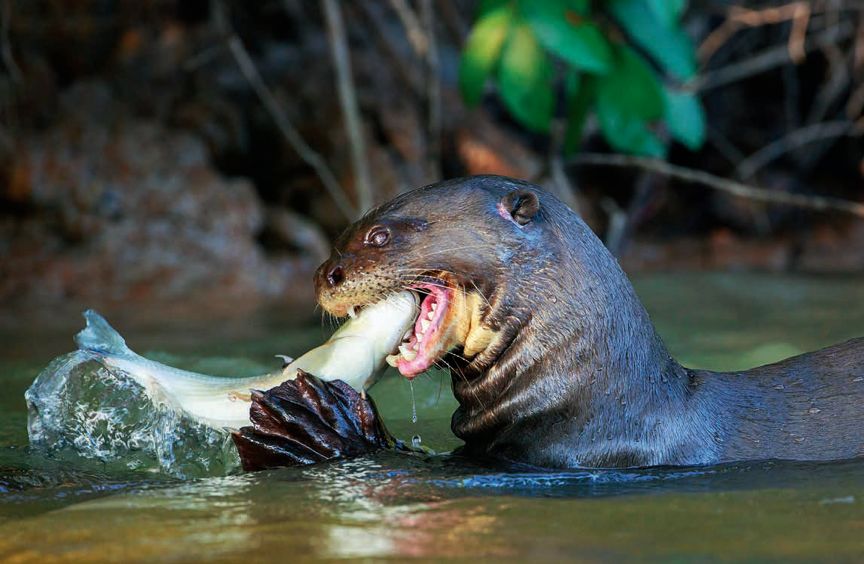 遇到野牛该如何保护自己,遇到美洲野牛怎么办