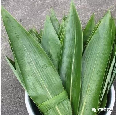粽叶绿的有点蓝还很软正常吗,鲜绿的粽叶安全吗