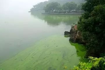 河蟹池塘高温季节青苔怎么处理,河蟹塘如何夏天能把青苔长好