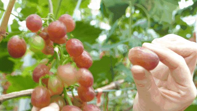 葡萄上有黑点洗不掉是咋回事,葡萄上有白霜怎么能洗掉