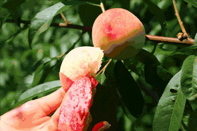 如果这世上真有桃花源,如果世间真的有伊甸园