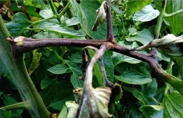 桃树各个时期病虫害防治用药方案,病虫害用药大全