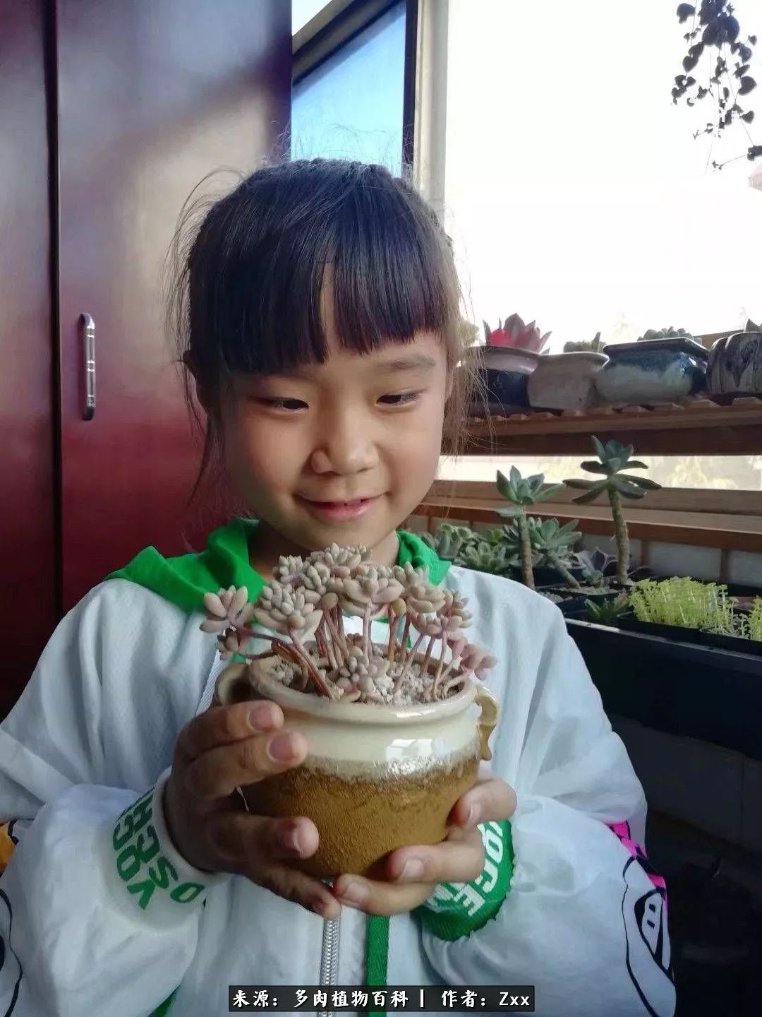 多肉怎么才能养得又美又胖,多肉的特点20个字