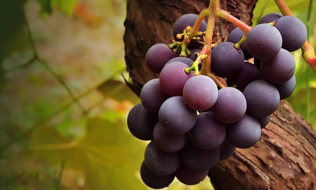 好好学农｜火龙果“果小”且“丑陋”，到底是为何？