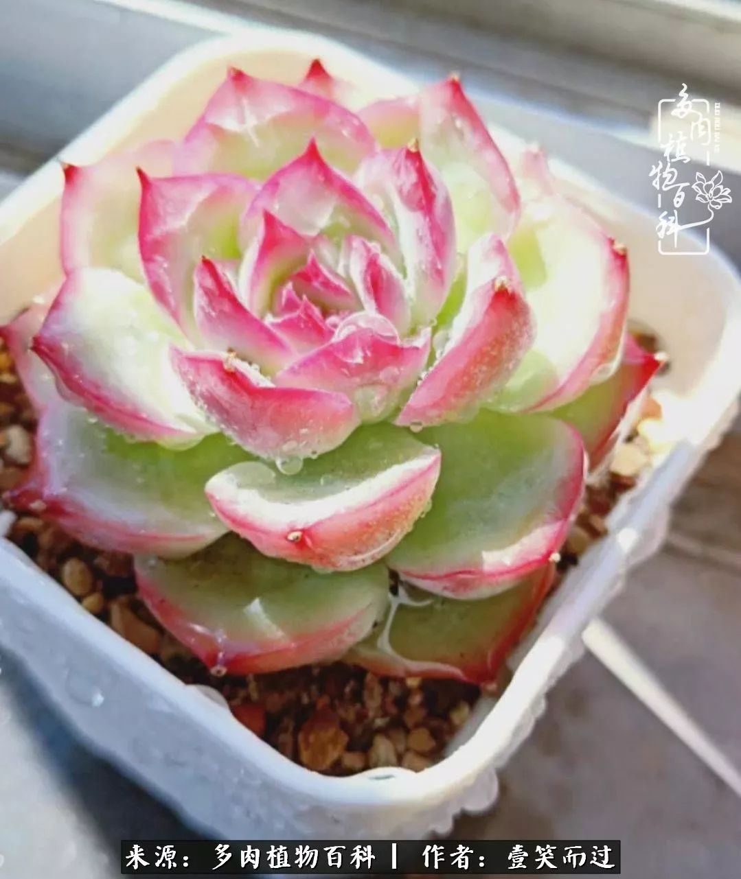 跌入神坛的多肉,跌入凡间的精灵舞蹈完整版