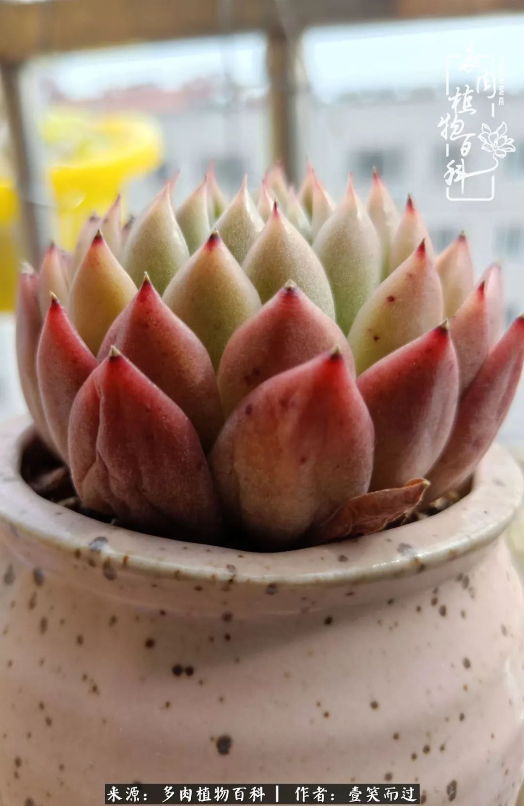 跌入神坛的多肉,跌入凡间的精灵舞蹈完整版